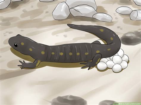 Water Pet Salamanders