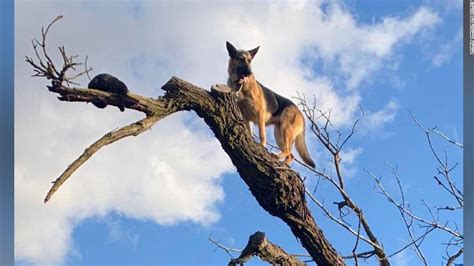 Furreal Dog Chases Cat Up Tree And Gets Stuck Too