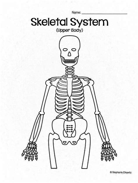 Skeletal System Upper Body Diagram Quizlet