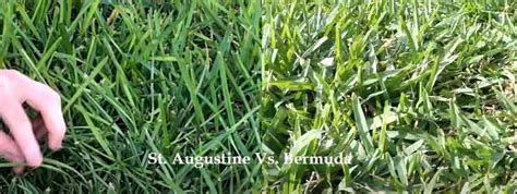 Zoysia Grass Vs Bermuda Outlet Sales Save Jlcatj Gob Mx