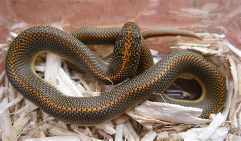 Smash your way up the food chain as you evolve into the ultimate little big snake. Lamprophis - Wikipedia