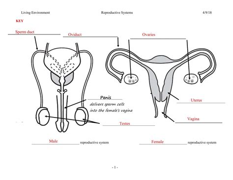 Female Reproductive System Worksheet Db Excel