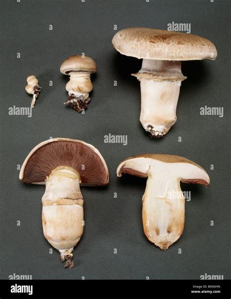 Cultivated Mushroom Agaricus Bisporus Life Cycle Showing Buttons