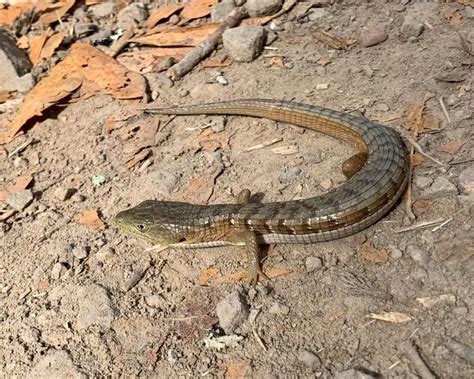 Southern Alligator Lizard Facts Diet Habitat And Pictures On Animaliabio