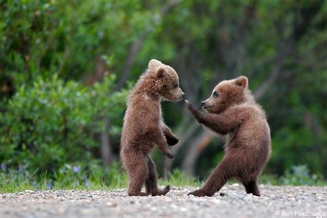 Grizzly Bear Cubs Baby Animal Zoo