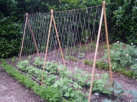 How To Tomato Diy Pruning And Trellises — Amy Pennington