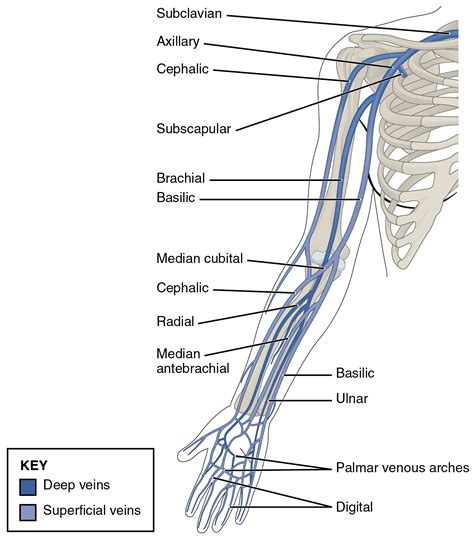 Venous Anatomy Of Upper Limb Radiology Malaysitta