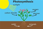Interesting Information & Facts About Photosynthesis for Children