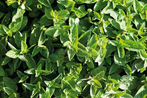 Close Up Of Basil Mint Plant Stock Photo Image Of Leaf Genetic 57993750