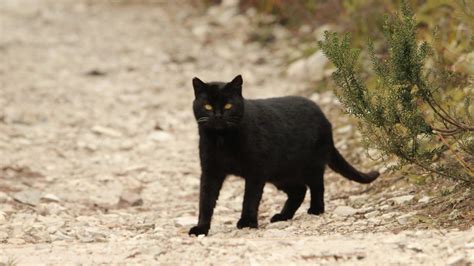 Cat Catastrophe The Final Frontier Managing Feral Cats Predator