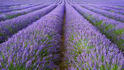 A Focus On English Lavender All You Need To Know About Lavandula