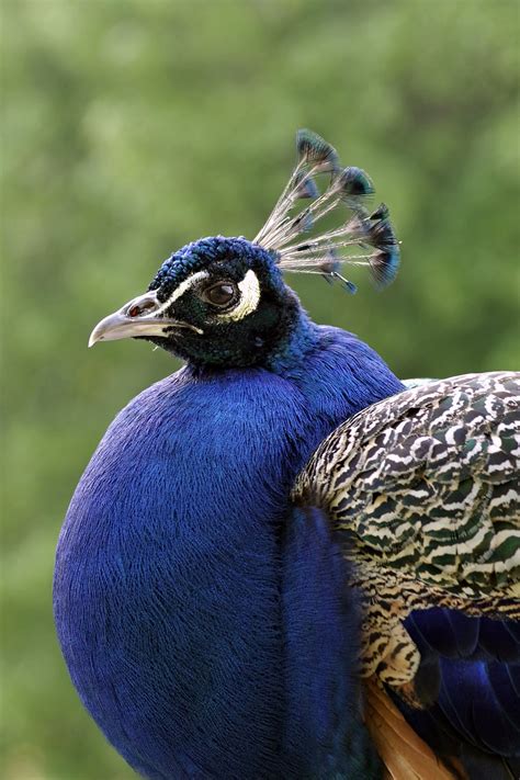 Peacock Bird Blue Free Photo On Pixabay