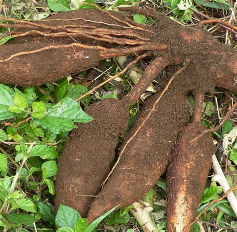 Cara Menanam Budidaya Ubi Kayu Singkong Pertanian