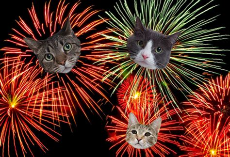 A Safe And Happy 4th Of July To You And Your Cats I Have Cat