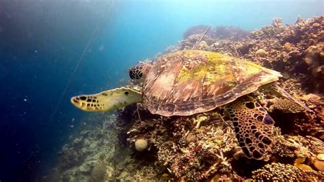 Philippine Sea Turtles In The Shallow Waters Of Siquijor And Cebu