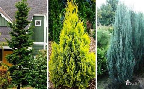 Narrow Evergreen Trees For Year Round Privacy In Small Yards Privacy