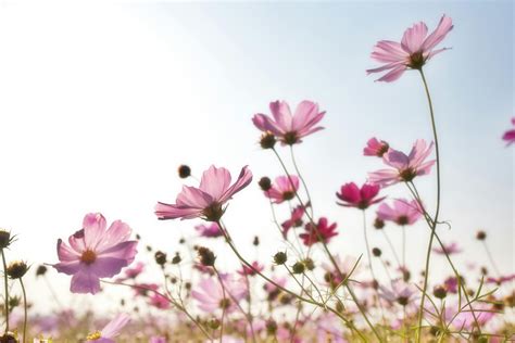 Pink Flower Field · Free Stock Photo