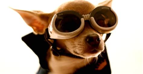 Doggles Dogs In Sunglasses The Ark In Space