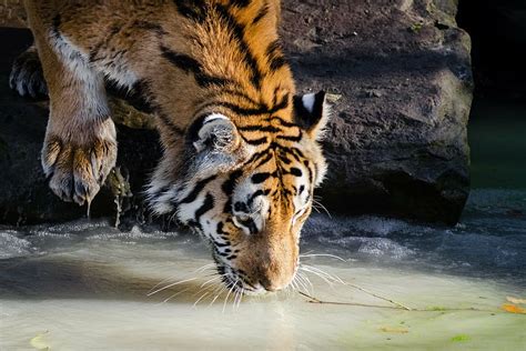 Hd Wallpaper Adult Tiger Drinking Water Pool Feline Wildlife