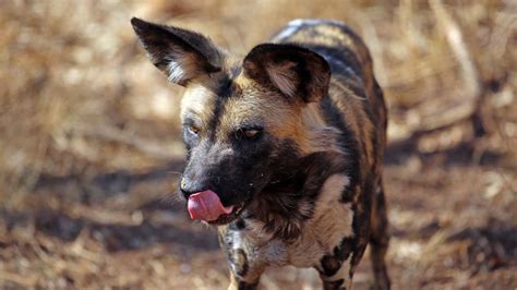 Wild Dogs Kill 16 Animals After Storm Ciara Damages Safari Gates Uk