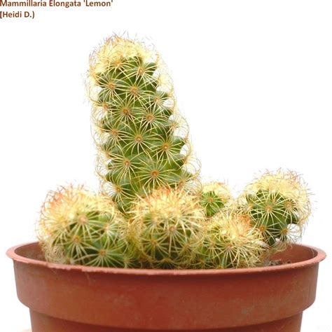 Mammillaria Elongata Lemon Cactus Plants Succulents Cactus Flowers