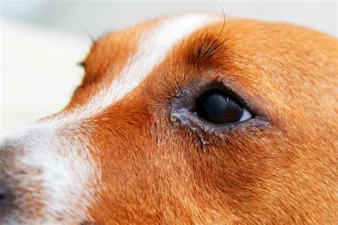 Dog Eyelids Facts And Common Problems Great Pet Care