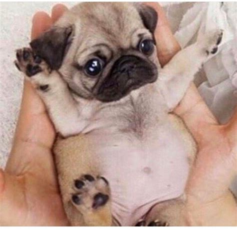 15 Funny Pug Photos That Will Make You Laugh Husky Corgi Pug Puppy