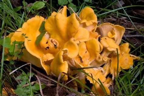 It has been a very favored food since ancient times. The Five Most Expensive Mushrooms in the World