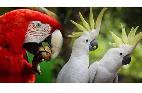 Top 10 Most Beautiful Parrots In The World Attention Trust