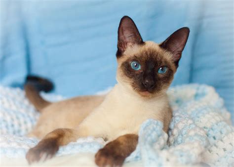 Balinese Cats For Adoption In Florida Cat Meme Stock Pictures And