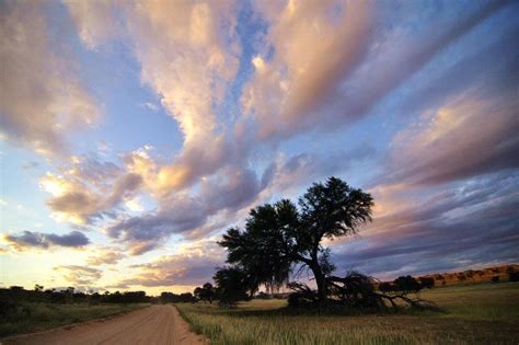The northern cape is at its most beautiful in august and september when the arid land suddenly blossom with millions of colourful flowers. Northern Cape Tourism Authority