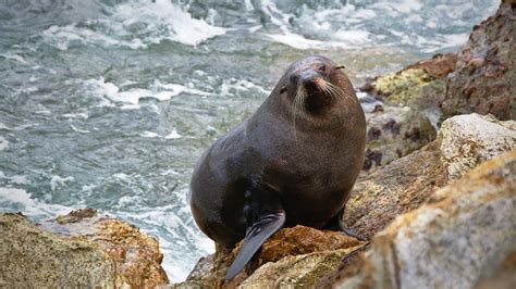 Wallpaper Id 271252 Gray Sea Lion With Whiskers On Rock With Sea