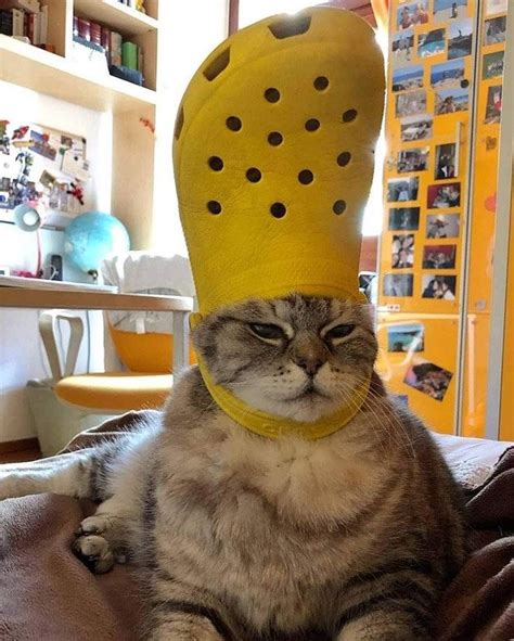 His Holiness The Pope Pets With Crocs Hats I Can Has Cheezburger