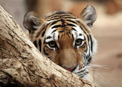 Hidden Tiger Photograph By Olga Kornienko Pixels