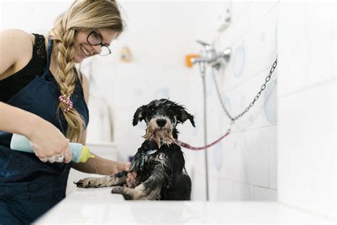 dog grooming schools
