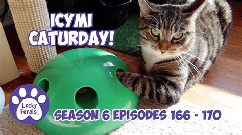 Icymi Caturday Lucky Ferals S6 Episodes 166 170 Cat Videos