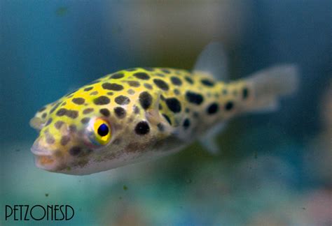 Brackfish Water Fish Green Spotted Puffer Tetraodon Nigroviridis