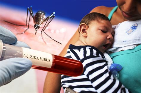 zika virus aedes aegypti mosquito sex protein could prevent dieease daily star