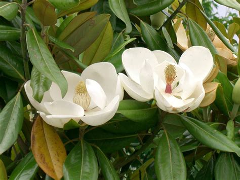 Magnolia Grandiflora Southern Magnolia World Of Flowering Plants
