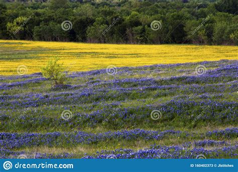 Flowers are cup shaped which then taper off into a tube. Purple And Yellow Field Of Flowers On The Bluebonnet Trail ...