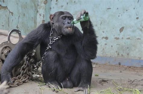 Chimp Named ‘tarzan Is Finally Rescued After Being Held Captive For 25