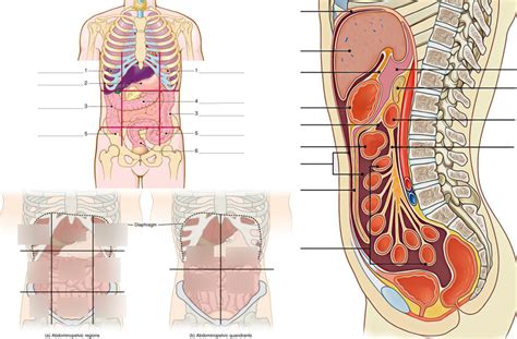Anatomy Of The Peritoneal Cavity And Abdominal Viscera Diagram Quizlet