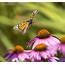Wild Monarch Butterflies In Flight  Small Sensor Photography By Thomas