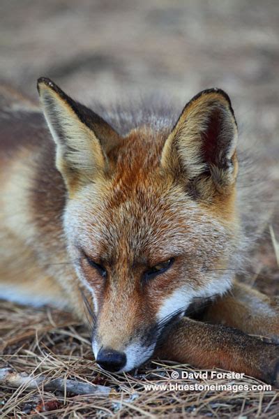 David Forster Photography 01d 5789 Red Fox Vulpes Vulpes