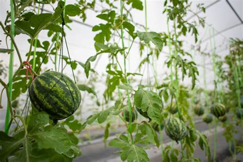 wassermelone pflanzen tipps zum anbau im garten plantura