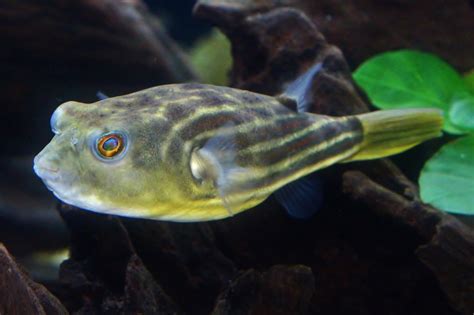 Fahaka Pufferfish Zoochat