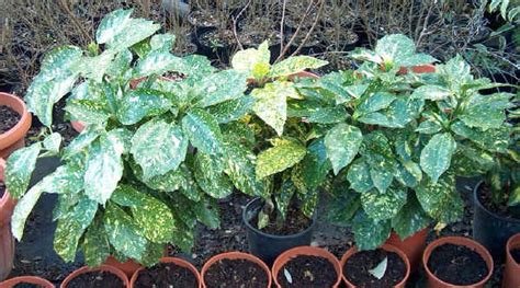 Questa pianta è originaria del brasile, presenta foglie carnose e piccoli fiori penduli: Piante Da Interno Con Foglie Rosse : Dieffenbachia, una ...