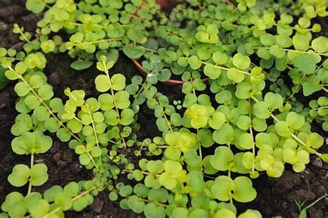 11 Best Evergreen Ground Cover Plants That Make Your