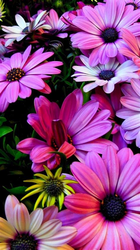Flowers Vertical Wallpapers Top Free Flowers Vertical Backgrounds