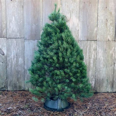 5 Ft Freshly Cut Scotch Pine Real Christmas Tree Hd9066 The Home Depot